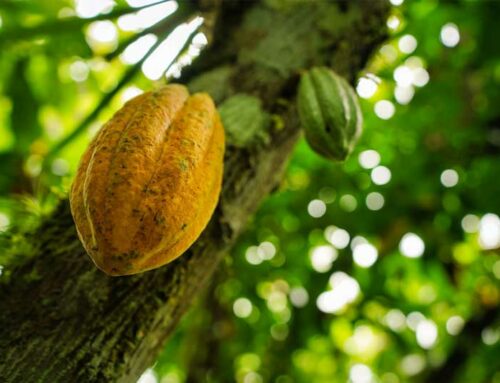 Cocoa & Chocolate  $28 billion